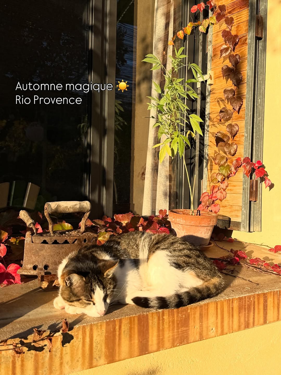 Photo by Rio Provence on October 16, 2025.