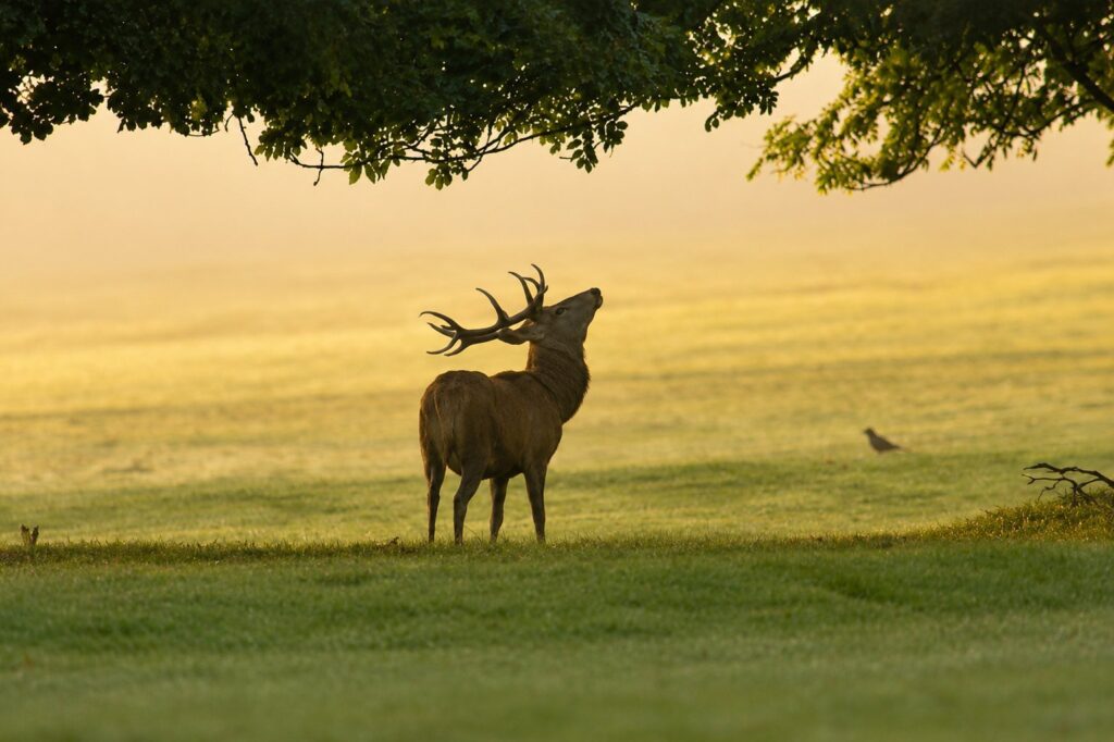 deer rut in the Baronies of Provence
